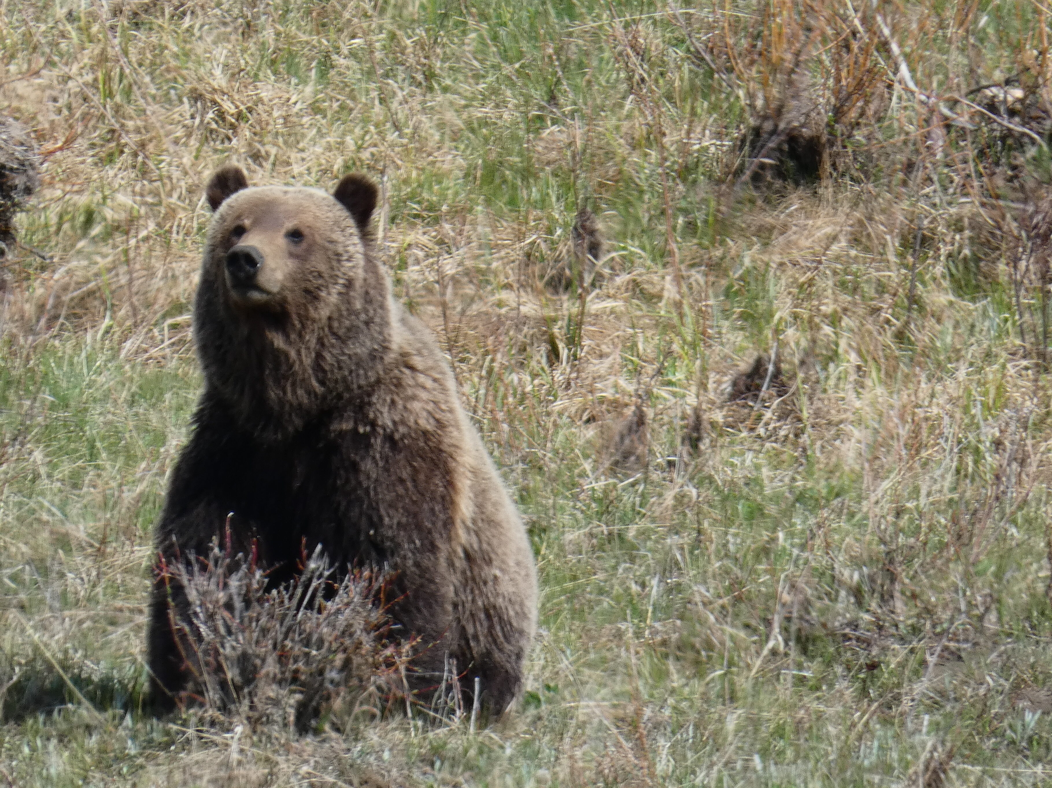 Yellowstone National Park grizzly bear | nonprofit accounting bookkeeping services